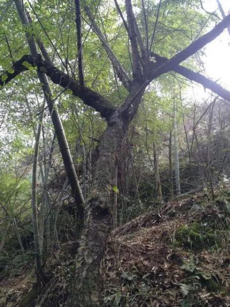 雷击桃木好还是雷击枣木好