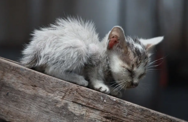 捡猫回家好不好