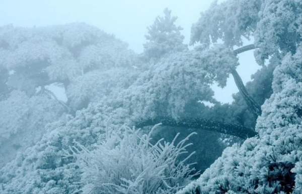 雪水浇花好不好