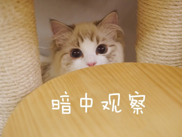 猫几个月可以洗澡