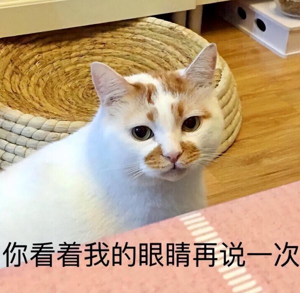 猫几个月可以洗澡