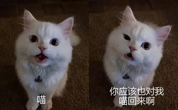 猫晚上嗷嗷叫是什么意思