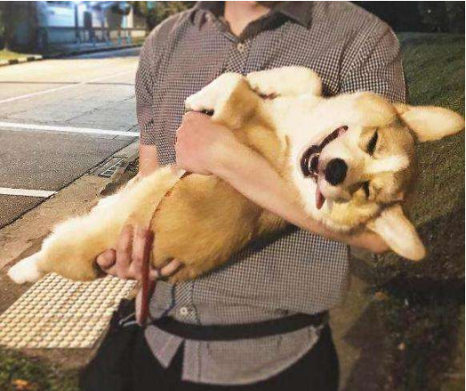 柯基犬讨厌主人的表现