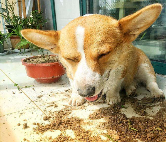 柯基犬讨厌主人的表现