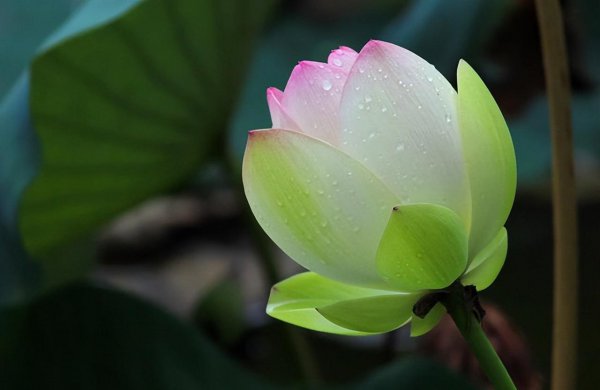 荷花的样子颜色气味其他描写