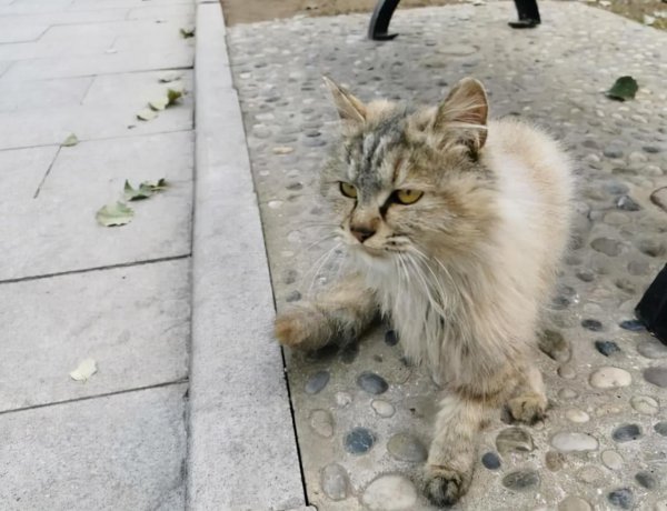 流浪猫渴望被（S-Y）的表现