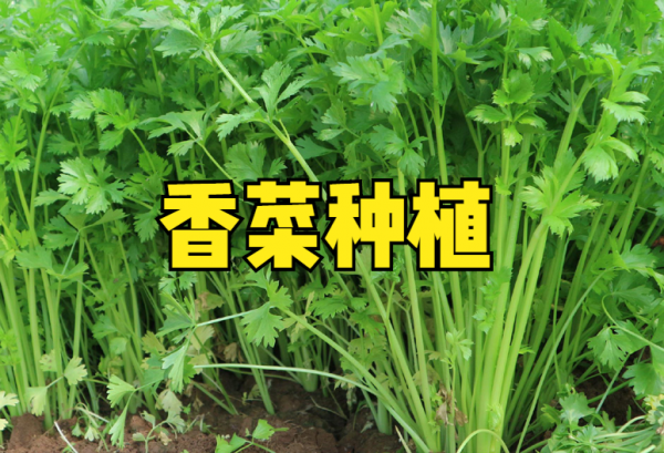 香菜几月份种植最好