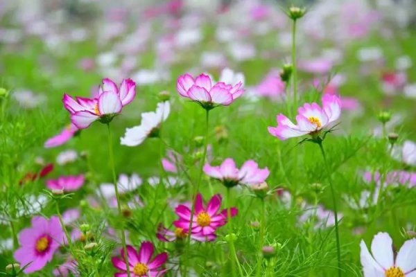 格桑花花语象征与寓意