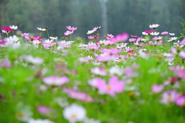 格桑花花语象征与寓意