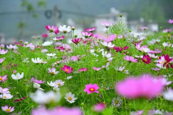 格桑花花语象征与寓意