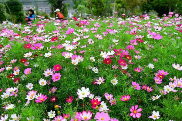 格桑花花语象征与寓意