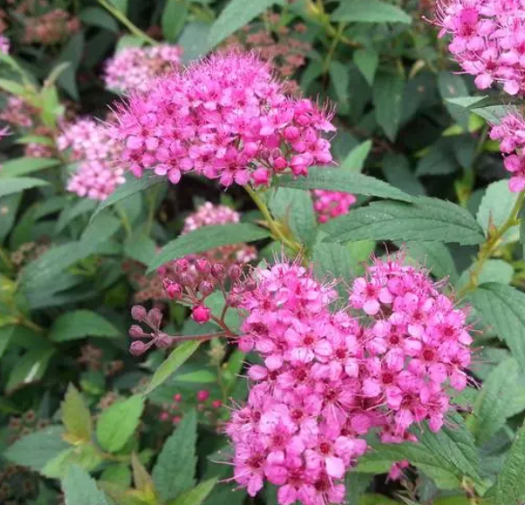 适合东北室外种植的花卉