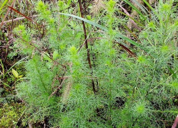 室内驱蚊虫植物盆栽有哪些