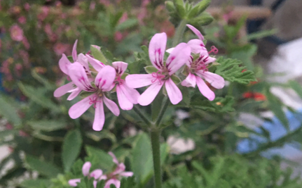 室内驱蚊虫植物盆栽有哪些