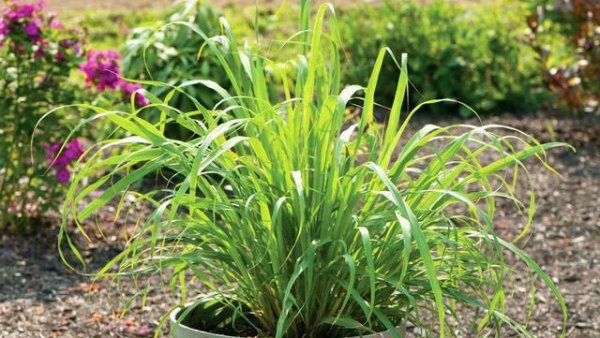 室内驱蚊虫植物盆栽有哪些