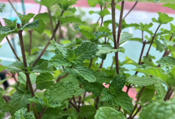 室内驱蚊虫植物盆栽有哪些