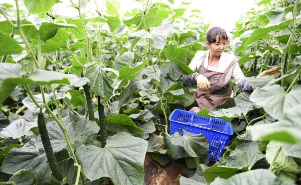 六月份种植什么最合适