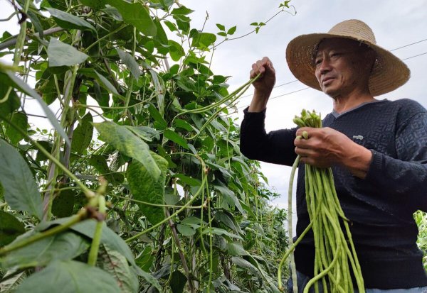 六月份种植什么最合适