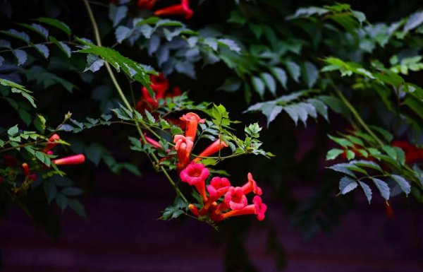 凌霄花种在什么地方好养活