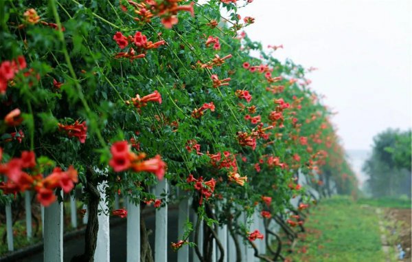 凌霄花种在什么地方好养活