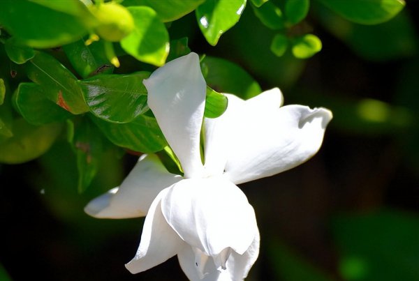 栀子花花蕾为什么没开就掉了