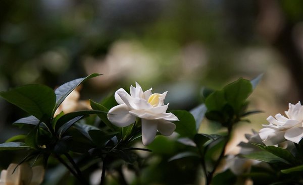 栀子花花蕾为什么没开就掉了