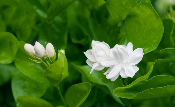 栀子花花蕾为什么没开就掉了