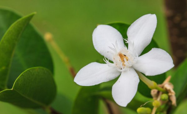 栀子花花蕾为什么没开就掉了