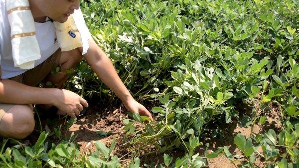 花生什么时候控旺最好