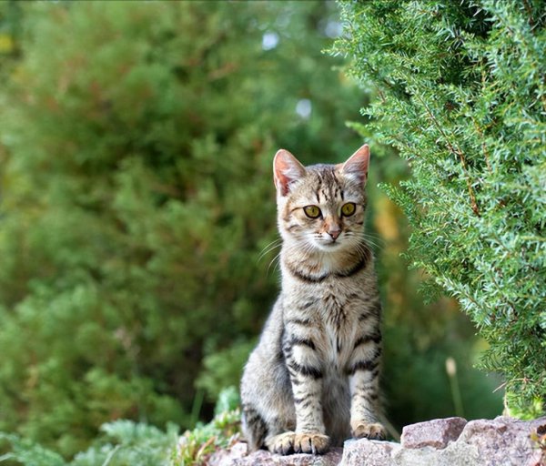 猫咪跑出去了还能自己找回家吗