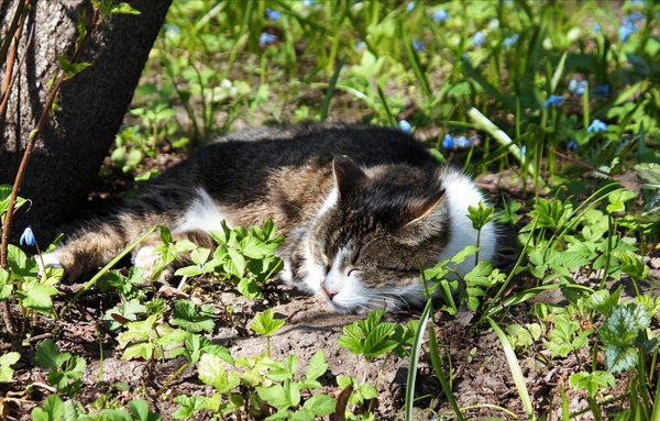 猫咪跑出去了还能自己找回家吗