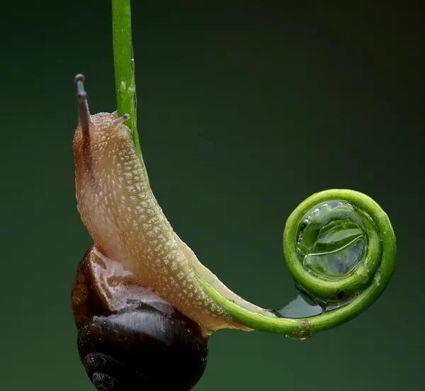 蜗牛的特点和生活特征简介