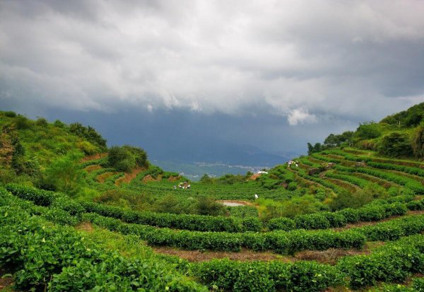 福建名茶有哪些品牌