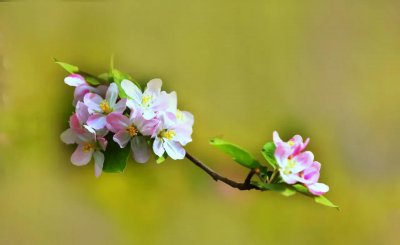 借问酒家何处有是什么节日的诗 杜牧《清明》表达的意思