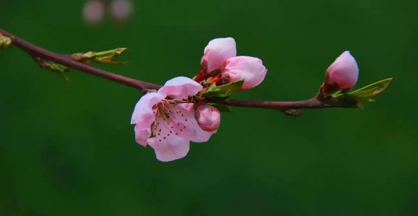 借问酒家何处有是什么节日的诗