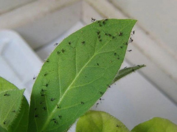 怎样杀灭花盆里的小飞虫土方法