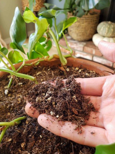 怎样杀灭花盆里的小飞虫土方法