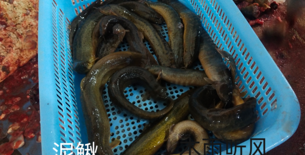 家里养泥鳅吃什么食物好