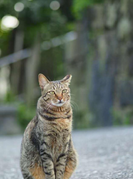 狸花猫是什么品种