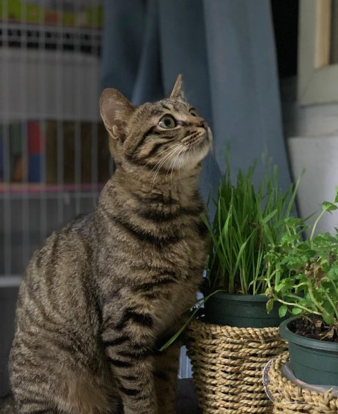 狸花猫是什么品种