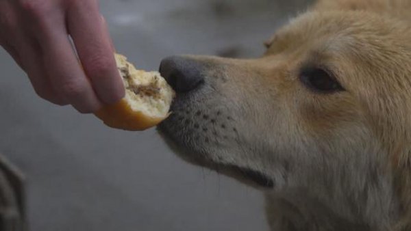 狗狗能吃面包吗