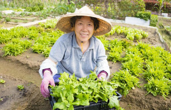 有机菜是什么菜做成的