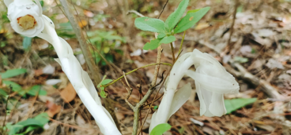 水晶兰属于国家保护植物吗