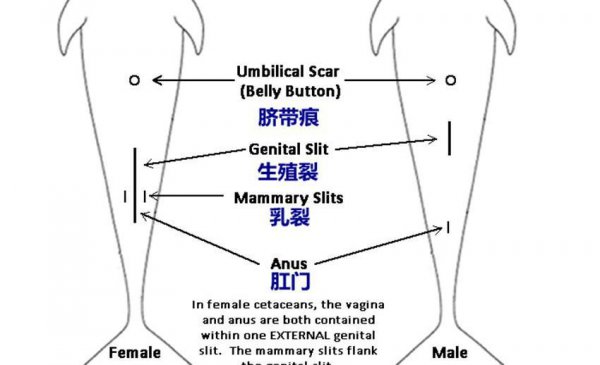 鲸鱼是哺乳动物吗