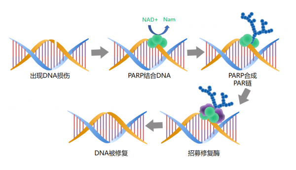 水母的资料简介