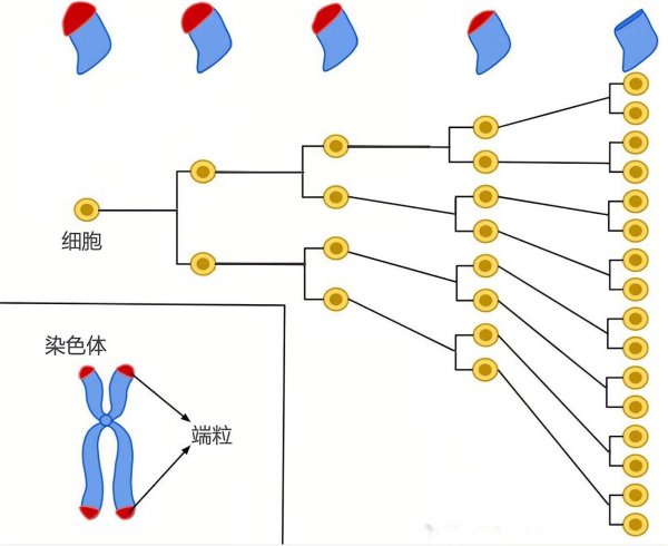 水母的资料简介