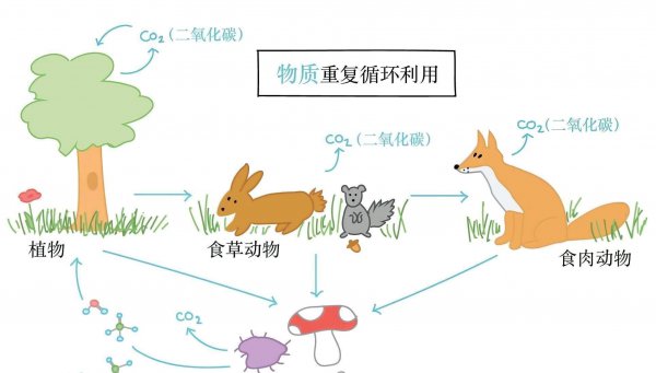 水母的资料简介