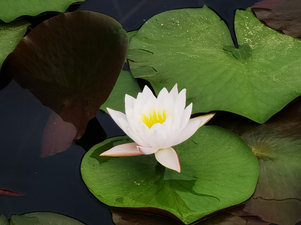 适合懒人养的水培植物排名