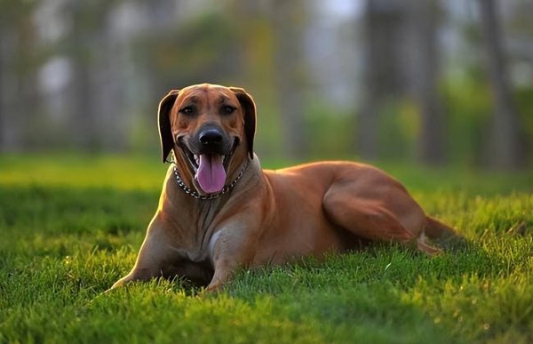 常见斗犬有哪些品种