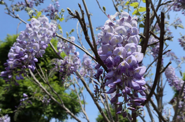 紫藤花哪个品种最漂亮又好养